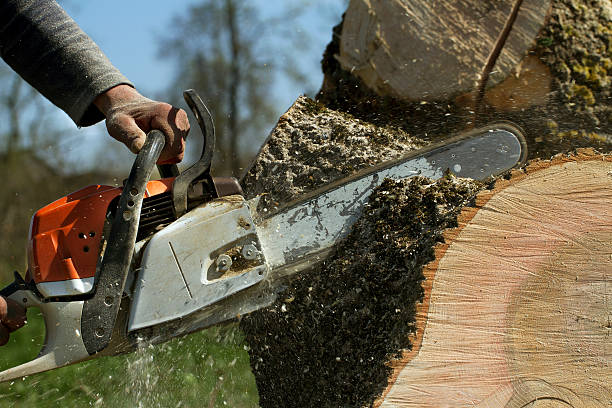 The Steps Involved in Our Tree Care Process in Clemson, SC